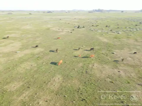 Campo en venta 106 has Brandsen. Apto  Desarrollo