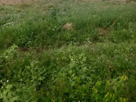 SE VENDE HECTAREAS EN HUAYCAMA VALLE VIEJO