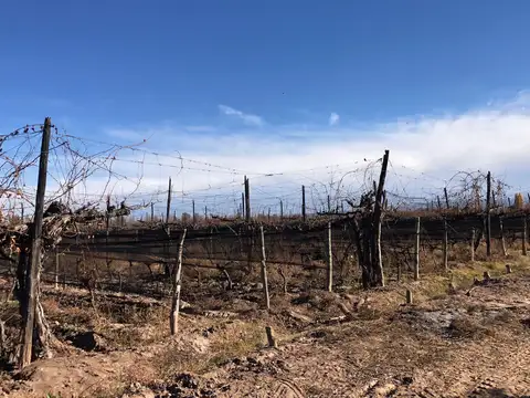 Finca en Agrelo