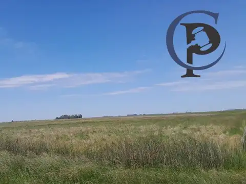 Venta Campo 172 Has  Partido de Ayacucho.  a 3 km de ruta 74