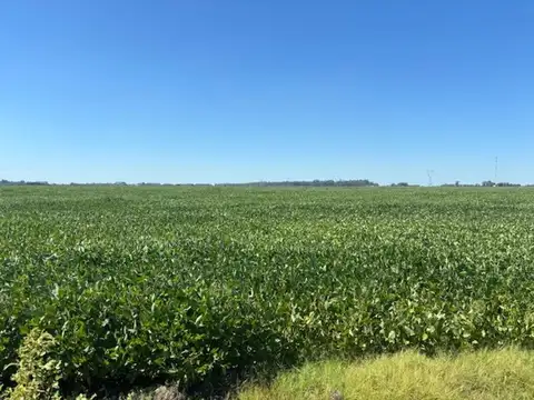 Campo en Venta Agrícola