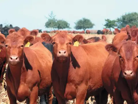 Campo en Venta de 3.000  ha