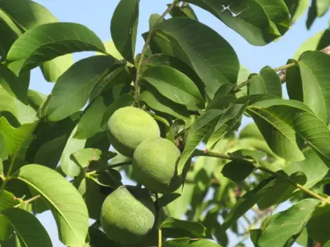 Finca de Nogales en venta en Altamira Valle de Uco