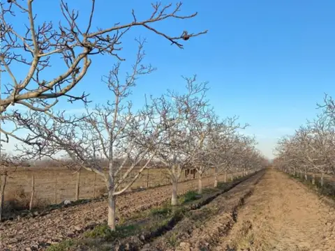 Finca de Nogales en venta en Altamira Valle de Uco