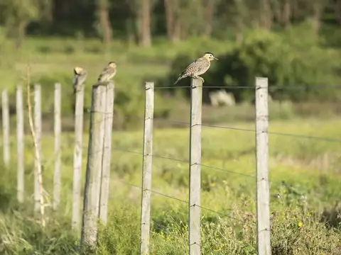 Camino Sanguinetti al 5500 CH 19