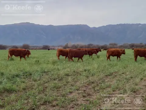 Venta Excelente Campo Agricola- Ganadero  de 781 has, Cortaderas, San Luis- Financiamiento