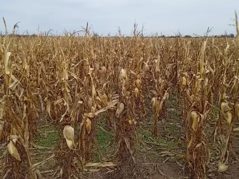 Venta,Excelente Campo Agricola- Ganadero   en venta de 781has, Cortaderas, San Luis -Financiamiento