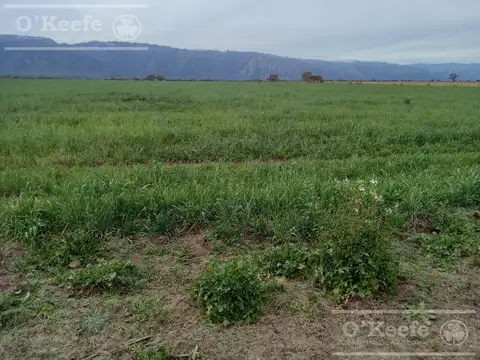 Venta Excelente Campo Agricola- Ganadero  de 781 has, Cortaderas, San Luis- Financiamiento