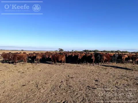 Venta,Excelente Campo Agricola- Ganadero   en venta de 781has, Cortaderas, San Luis -Financiamiento