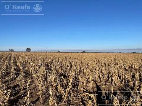 Venta Excelente Campo Agricola- Ganadero  de 781 has, Cortaderas, San Luis- Financiamiento