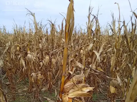 Venta Excelente Campo Agricola- Ganadero  de 781 has, Cortaderas, San Luis- Financiamiento