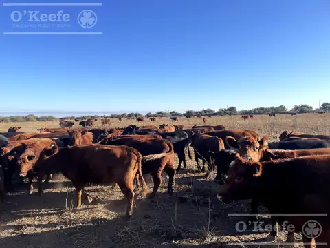 Venta,Excelente Campo Agricola- Ganadero   en venta de 781has, Cortaderas, San Luis -Financiamiento