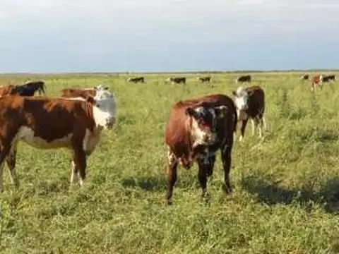 Campo en Venta de 7.600  ha