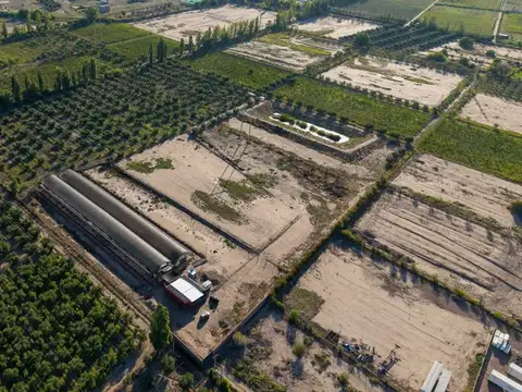 INVERNÁCULO Y OLIVOS EN PRODUCCIÓN EN  RUTA 60
