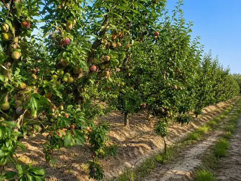 Venta Finca en Maipú