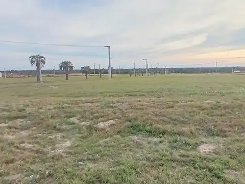 Carolina 100