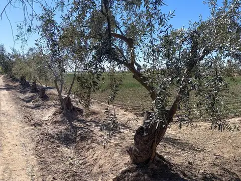 Venta de Bodega en Junin Barriales Mendoza