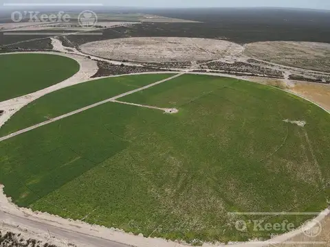 Campo en venta 1400 has  fraccionables Zapata, Mendoza. Apto Cultivos Intensivos de gran rentabilidad !!!