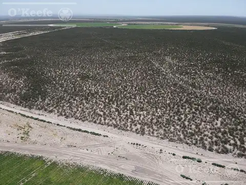Campo en venta 1400 has en fracciones Zapata, Mendoza. Apto Cultivos Extensivos  