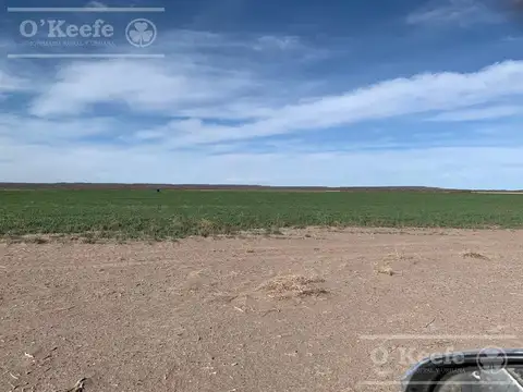 Campo en venta 1400 has en fracciones Zapata, Mendoza. Apto Cultivos Extensivos  