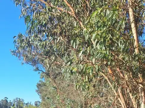 Venta chacra de 3,5Ha. Ruta 8 Km.42 Empalme Olmos