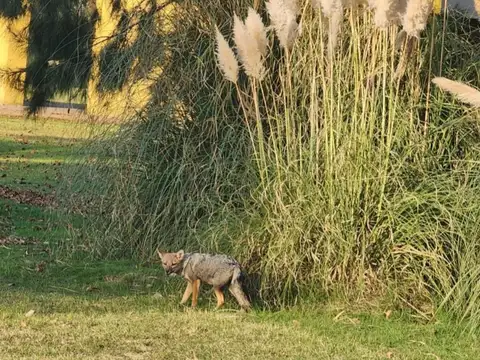 Terreno en Venta en Area 60, USD 8.000