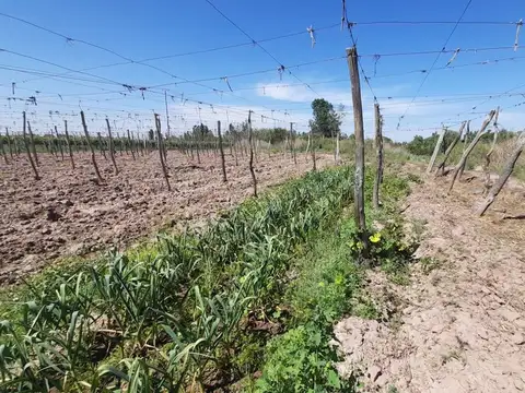 VENTA FINCA PRODUCTIVA 12 HA ALGARROBAL MENDOZA