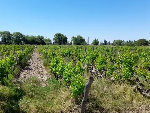 Quinta en Venta en Algarrobal Arriba, USD 220.000
