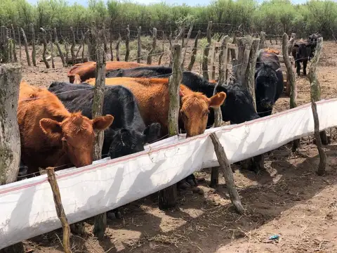 CAMPO GANADERO Oportunidad 1200 hectareas