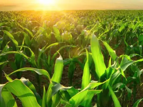 Campo en  Venta - 7,5 Ha