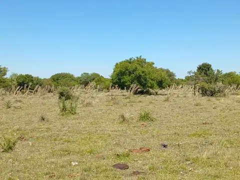 Campo en Venta Ganadero