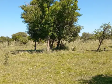 ENTRE RIO- VILLAGUAY- 500 HECTAREAS - REAL OPORTUNIDAD PARA INVERSORES