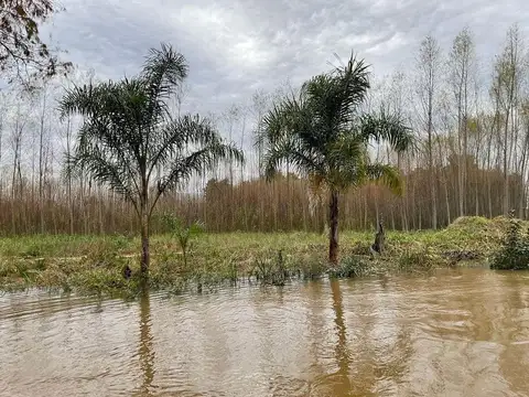 Rio Paraná y Rio Carabelas, Islas de San Fernando