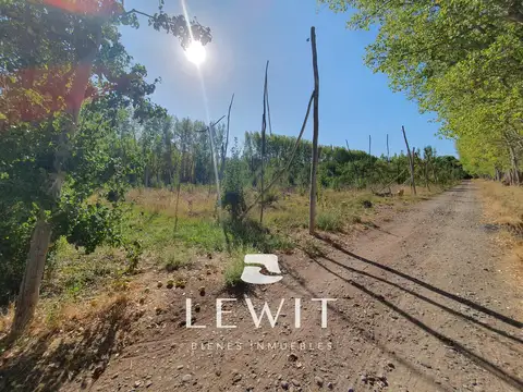 VENTA CHACRA EN PRODUCCIÓN  CINCO SALTOS  RÍO NEGRO