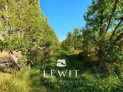 VENTA CHACRA EN PRODUCCIÓN  CINCO SALTOS  RÍO NEGRO