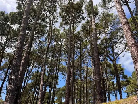 Lote en Barrio Bosques Pinamar en Venta