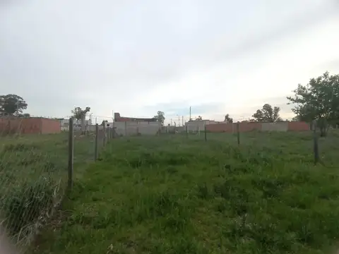 Verbenas