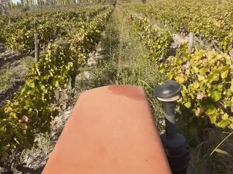 Viñedo en venta Mendoza