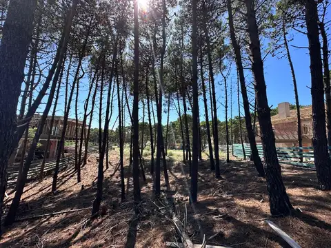 Cod 295 – Pioneros 266 LOTE 2