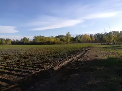 FINCA EN COLONIA LAS ROSAS, TUNUYAN