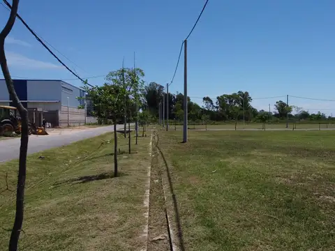 Mandolini y Bayo Lote 2