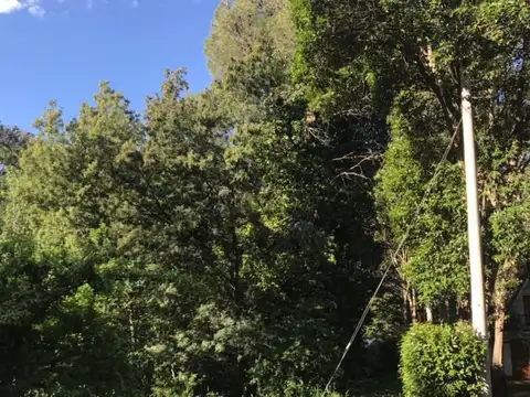 Tacuarita 100