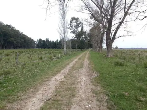 CAMPO 202 Ha VENTA EN RP6 Y R215 ABASTO LA PLATA