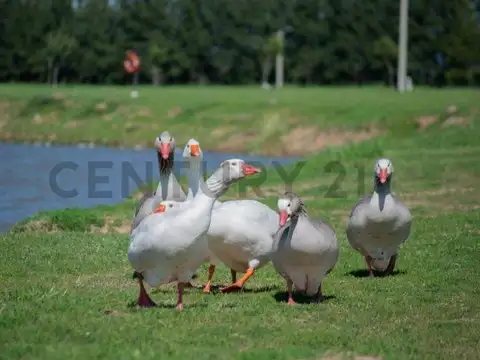 Venta de Lote en Campos de Roca II, Brandsen.Muy buena inversión! En excelente ubicación.A tan ...