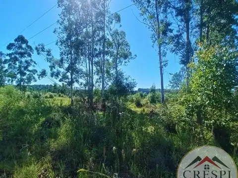 Campo en Venta Forestal