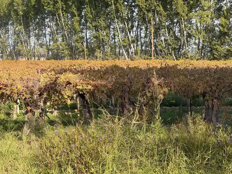 FINCA PRODUCTIVA 50ha VENTA EL CENTRAL SAN MARTIN