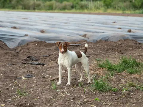 7 HA  RUTA 193  A METROS DE CAPILLA DEL SEÑOR