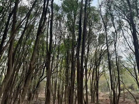 Lote  en Venta Barrio Privado Altos de San Carlos - Ingeniero Pablo Nogués