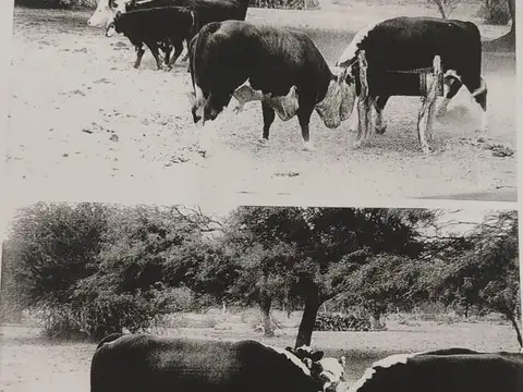 Venta campo San Luis