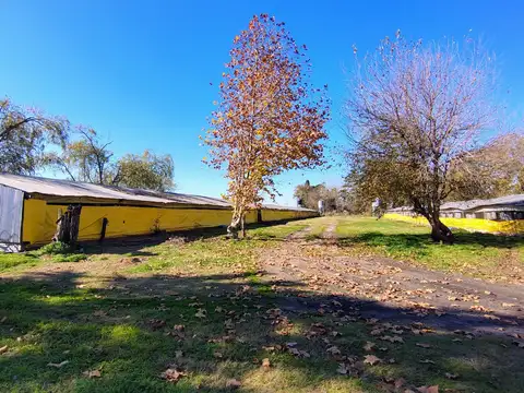 GRANJA DE POLLOS EN PEDERNALES